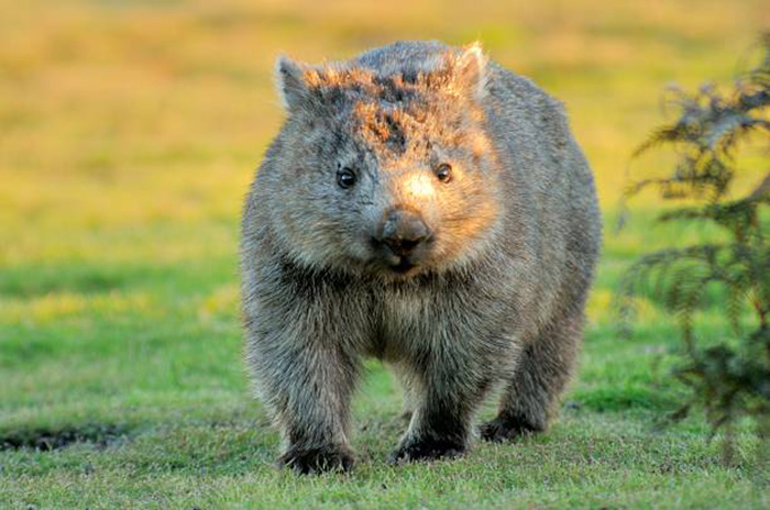 Wombat caca carré